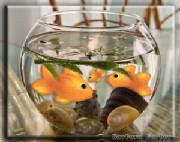 3-goldfish.jpg