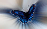 butterfly_g_wings.jpg