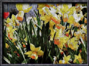 daffodils_framed.jpg