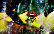 ladybug_splash.jpg