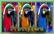 pretty_bird_3.jpg