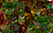 shades_of_autumn.jpg