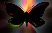 backlit_butterfly.jpg