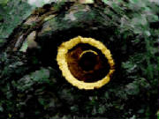 dinosaur_eye.jpg