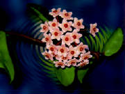 hoya_carnosa.jpg