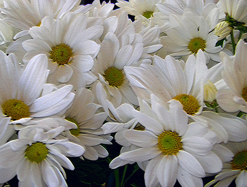 daisies2.jpg