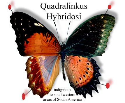 quadralinkus_hybridosi.jpg